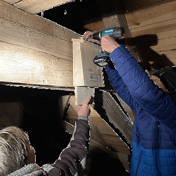 Aufhängen von Fledermauskästen